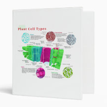 Phloem Xylem Sclerenchyma Collenchyma Leaf Vinyl Binders