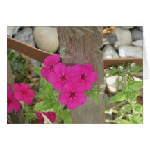PHLOX FENCE greeting card