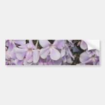 Phlox Flowers Bumper Sticker