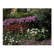 Phlox, monarda, canna, geranium postcards