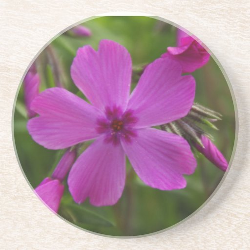 Phlox Stansburyi Bloom Sandstone Coaster