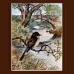 Phoebe and Stone Bridge Over Creek postcards