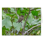 Phoebe Flycatcher Greeting Card
