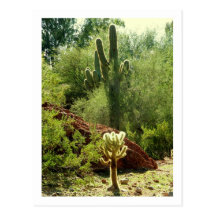 Phoenix Flora Postcards