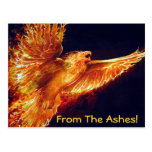 Phoenix Reborn!  Postcard