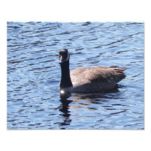 photo 11x14 d'oie canadienne