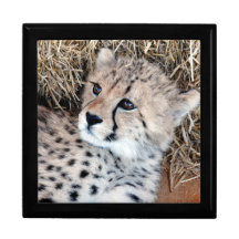 Photo adorable de CUB de guépard Coffret Cadeau