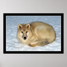 Photo Arctic Wolf (Polar Wolf, White Wolf) Poster