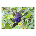 Photo bleue de colibri