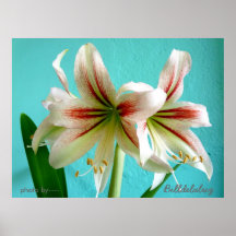 photo by----, Billdelaluz Posters