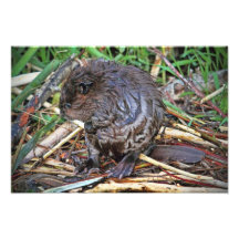 Photo de castor de bébé