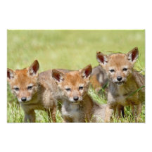 Photo de coyotes de bébé