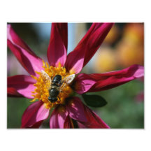 Photo de dahlia et d'abeille