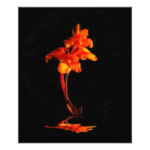 Photo de ~ de Canna de coucher du soleil