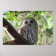 Photo de hibou affiche