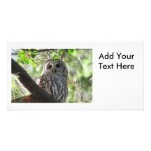 Photo de hibou cartes avec photo
