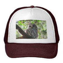 Photo de hibou casquettes