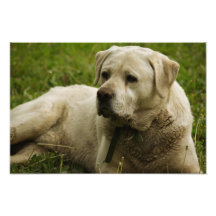 Photo de Labrador
