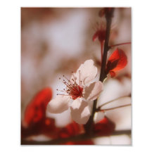 Photo de l'amour 8x10