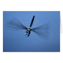 Photo de libellule cartes