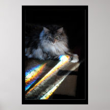 Photo de pont en arc-en-ciel de chat affiches