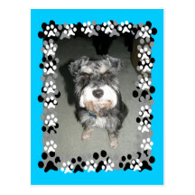 Photo de Schnauzer miniature Carte Postale