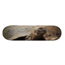 Photo de tortue planche à roulette