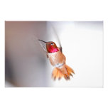 Photo de vol de colibri