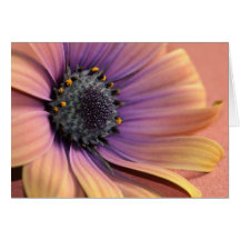 Photo & design by Charmaine French-Allaka 112010 Greeting Card