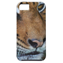 Photo haute étroite de tigre coques iPhone 5