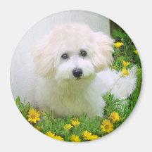 Photo Magnets
