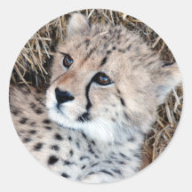Photo mignonne de CUB de guépard Adhésifs