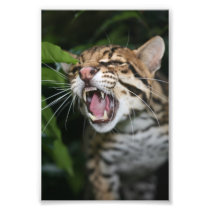 Photo - ocelot