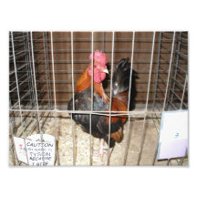 Photo of Tyson the Rooster