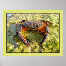 Photo old male Eriphia verrucosa Poster