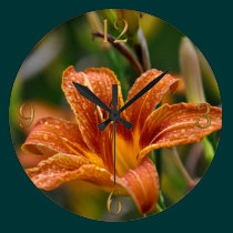 Photo orange de Daylily et de fleur de gouttes de  horloges murales