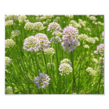 Photo Print - Lurie Gardens in Bloom