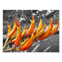 Photo Print. NZ Flax Flower
