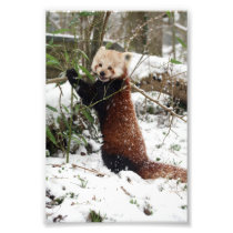 Photo - red panda