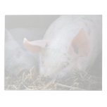 Photo rose de porc blocs-notes