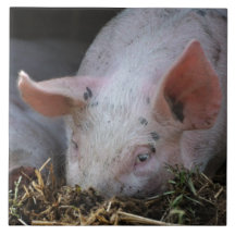 Photo rose de porc carreaux