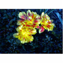 Photo sculpture: Yellow tulips with tinges of red