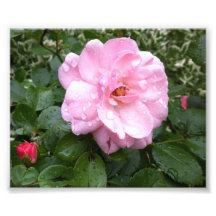 Photo - Soft Pink Rose