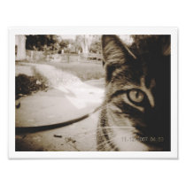 Photo Un-Named Tabby Cat "Italiano"