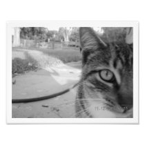 Photo Un-Named Tabby Cat "Mono"
