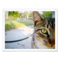 Photo Un-Named Tabby Cat "Wedding"