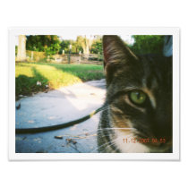 Photo Un-Named Tabby "Skater"