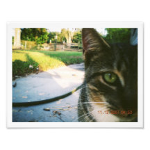 Photo Un-Named Tabby "Skater"