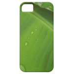 Photo verte de nature de Dewey de gouttes de pluie Coques Case-Mate iPhone 5