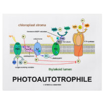 Photoautrophile (Photosynthesis)